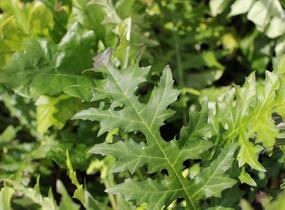 Paznehtník měkký - Acanthus mollis