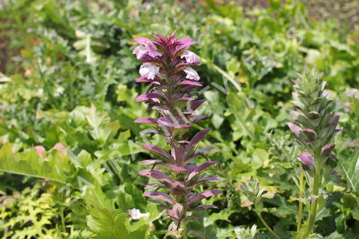 Paznehtník měkký - Acanthus mollis