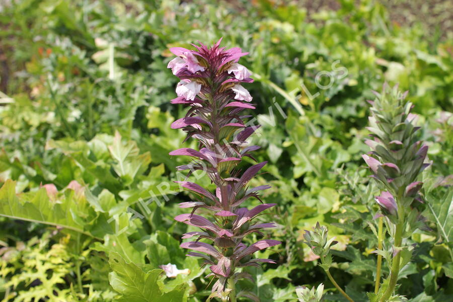 Paznehtník měkký - Acanthus mollis
