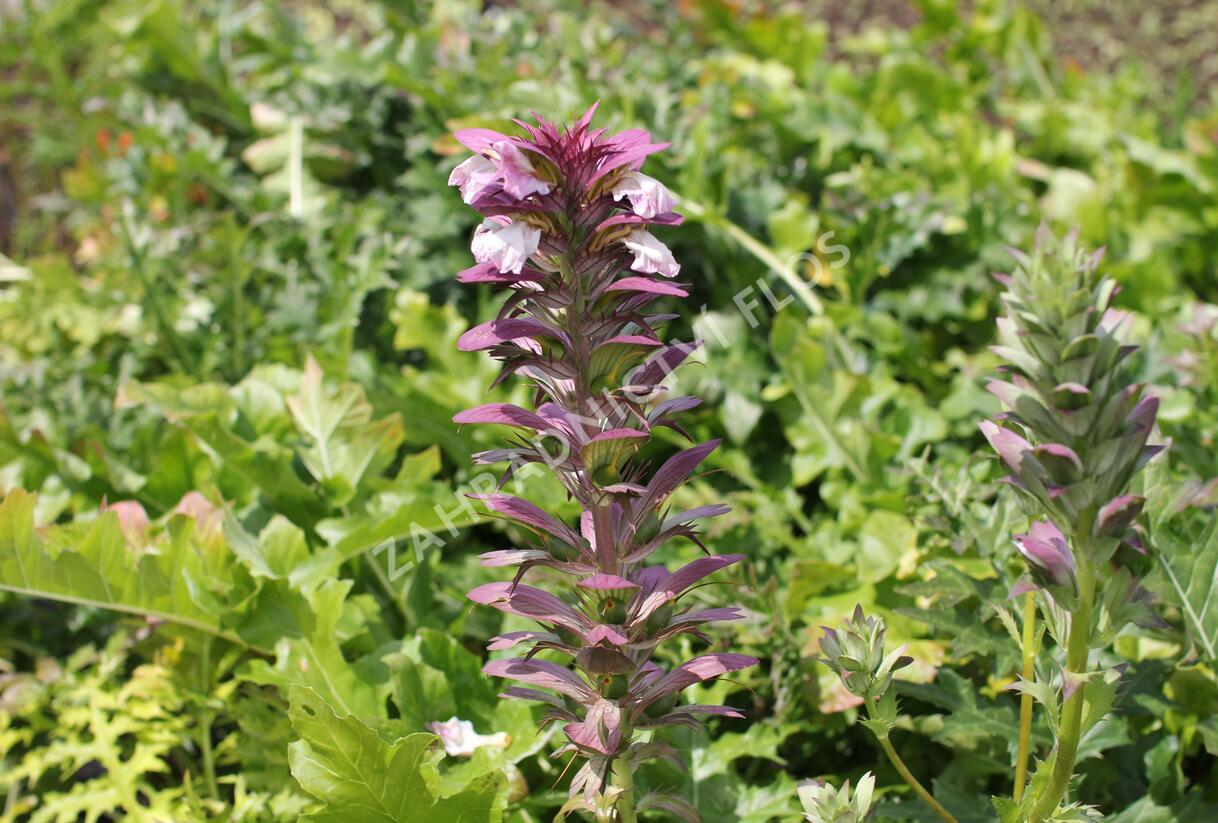 Paznehtník měkký - Acanthus mollis
