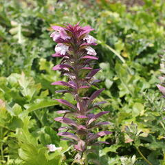 Paznehtník měkký - Acanthus mollis
