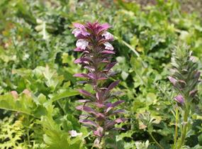 Paznehtník měkký - Acanthus mollis