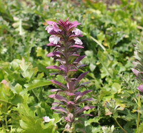 Paznehtník měkký - Acanthus mollis
