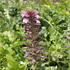 Acanthus mollis.JPG