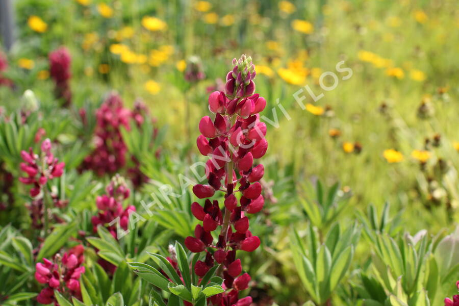 Lupina mnoholistá 'Lupini Red Shades' - Lupinus polyphyllus 'Lupini Red Shades'