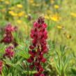 Lupina mnoholistá 'Lupini Red Shades' - Lupinus polyphyllus 'Lupini Red Shades'