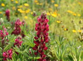 Lupina mnoholistá 'Lupini Red Shades' - Lupinus polyphyllus 'Lupini Red Shades'