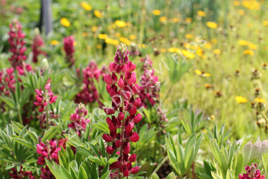 Lupina mnoholistá 'Lupini Red Shades' - Lupinus polyphyllus 'Lupini Red Shades'
