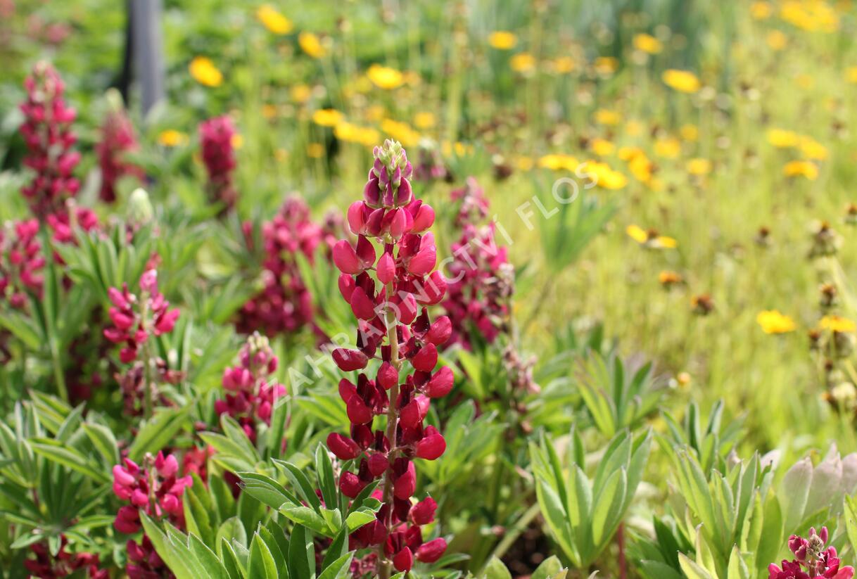 Lupina mnoholistá 'Lupini Red Shades' - Lupinus polyphyllus 'Lupini Red Shades'