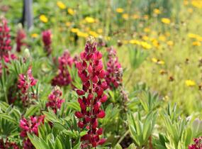 Lupina mnoholistá 'Lupini Red Shades' - Lupinus polyphyllus 'Lupini Red Shades'