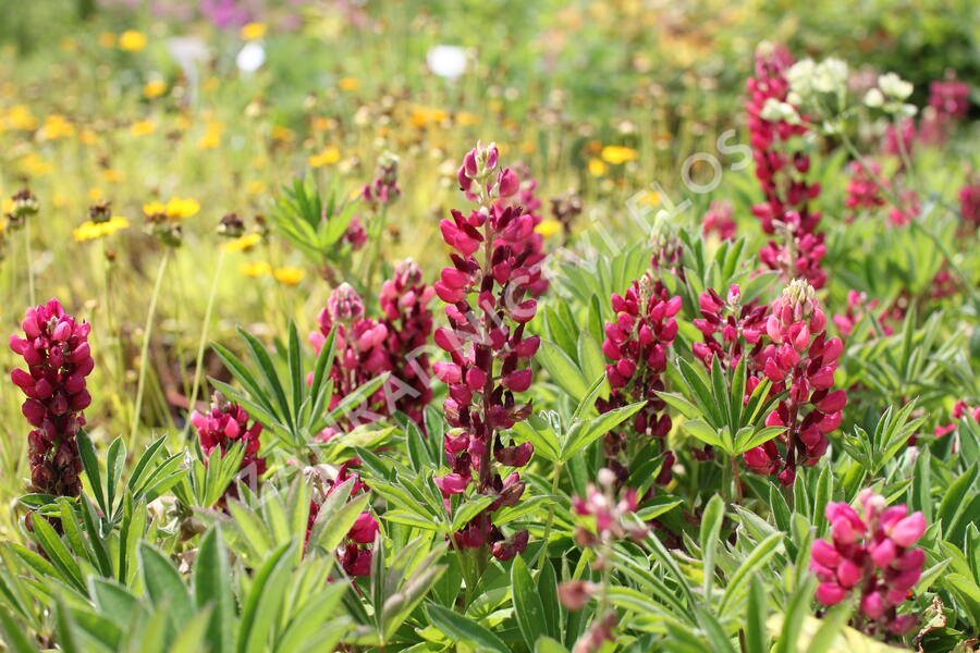 Lupina mnoholistá 'Lupini Red Shades' - Lupinus polyphyllus 'Lupini Red Shades'