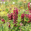 Lupina mnoholistá 'Lupini Red Shades' - Lupinus polyphyllus 'Lupini Red Shades'