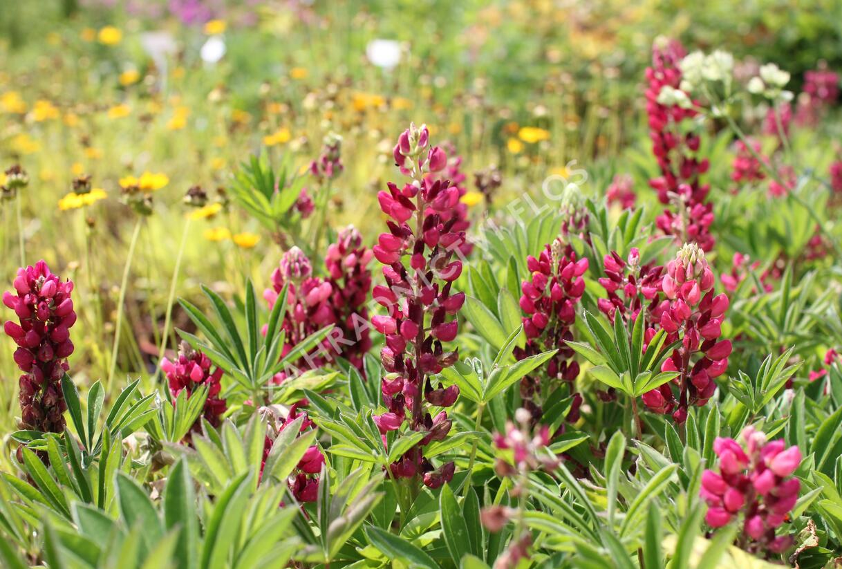 Lupina mnoholistá 'Lupini Red Shades' - Lupinus polyphyllus 'Lupini Red Shades'
