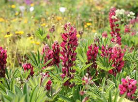Lupina mnoholistá 'Lupini Red Shades' - Lupinus polyphyllus 'Lupini Red Shades'