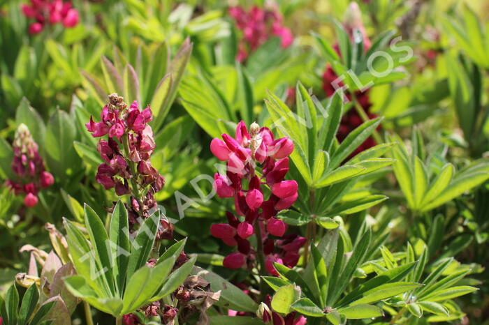 Lupina mnoholistá 'Lupini Red Shades' - Lupinus polyphyllus 'Lupini Red Shades'