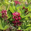Lupina mnoholistá 'Lupini Red Shades' - Lupinus polyphyllus 'Lupini Red Shades'