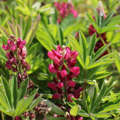 Lupina mnoholistá 'Lupini Red Shades' - Lupinus polyphyllus 'Lupini Red Shades'