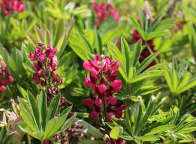 Lupina mnoholistá 'Lupini Red Shades' - Lupinus polyphyllus 'Lupini Red Shades'
