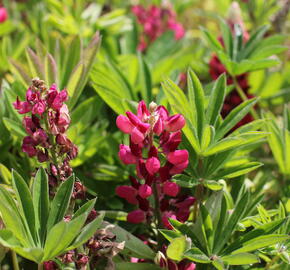 Lupina mnoholistá 'Lupini Red Shades' - Lupinus polyphyllus 'Lupini Red Shades'