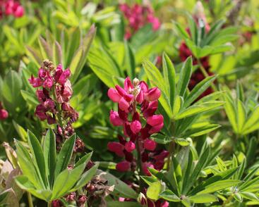 Lupina mnoholistá 'Lupini Red Shades'