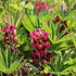 Lupinus polyphyllus 'Lupini Red Shades'.JPG