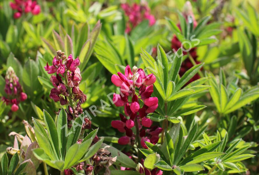 Lupina mnoholistá 'Lupini Red Shades' - Lupinus polyphyllus 'Lupini Red Shades'