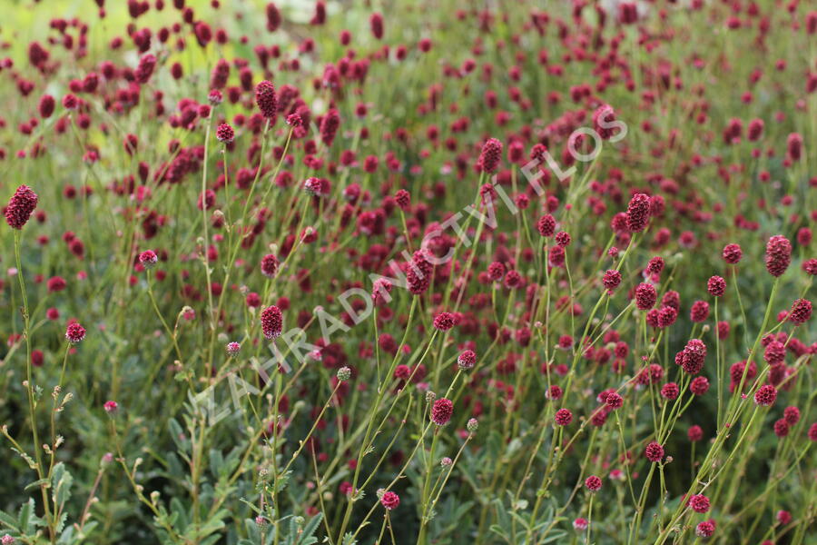 Krvavec toten 'Proud Mary' - Sanguisorba officinalis 'Proud Mary'