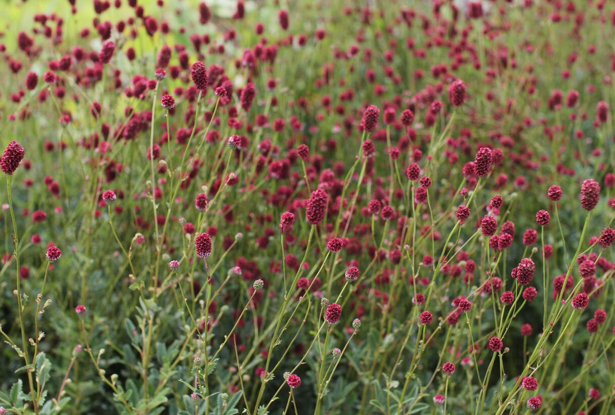 Krvavec toten 'Proud Mary' - Sanguisorba officinalis 'Proud Mary'