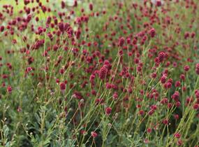 Krvavec toten 'Proud Mary' - Sanguisorba officinalis 'Proud Mary'
