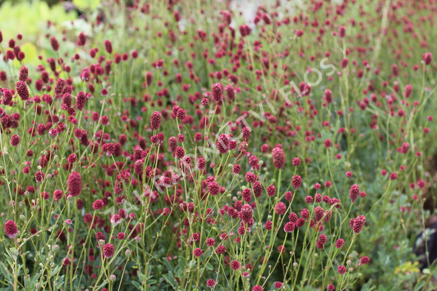 Krvavec toten 'Proud Mary' - Sanguisorba officinalis 'Proud Mary'