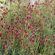 Krvavec toten 'Proud Mary' - Sanguisorba officinalis 'Proud Mary'