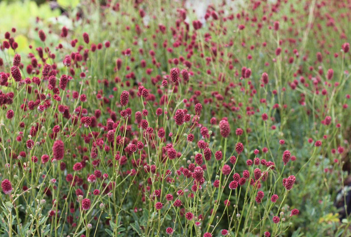 Krvavec toten 'Proud Mary' - Sanguisorba officinalis 'Proud Mary'
