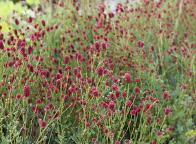 Krvavec toten 'Proud Mary' - Sanguisorba officinalis 'Proud Mary'