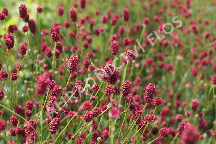 Krvavec toten 'Proud Mary' - Sanguisorba officinalis 'Proud Mary'