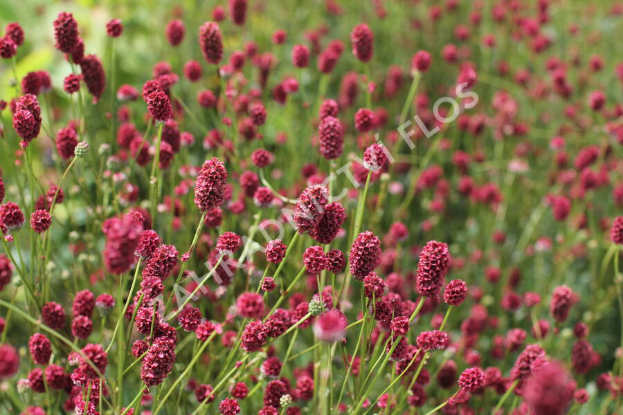 Krvavec toten 'Proud Mary' - Sanguisorba officinalis 'Proud Mary'