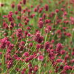 Krvavec toten 'Proud Mary' - Sanguisorba officinalis 'Proud Mary'