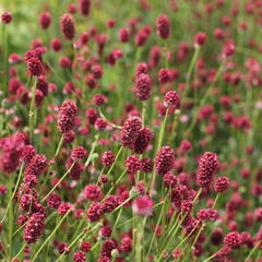 Krvavec toten 'Proud Mary' - Sanguisorba officinalis 'Proud Mary'