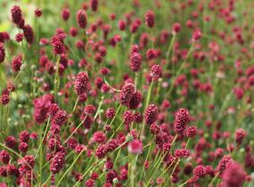 Krvavec toten 'Proud Mary' - Sanguisorba officinalis 'Proud Mary'