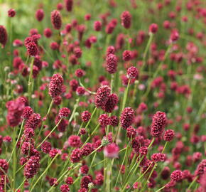 Krvavec toten 'Proud Mary' - Sanguisorba officinalis 'Proud Mary'