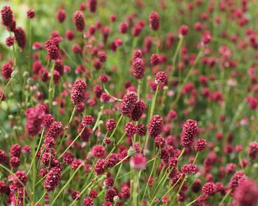 Krvavec toten 'Proud Mary'