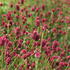 Sanguisorba officinalis 'Proud Mary'.JPG