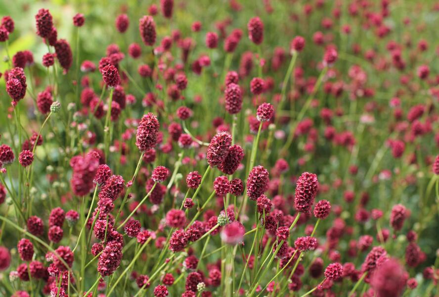 Krvavec toten 'Proud Mary' - Sanguisorba officinalis 'Proud Mary'