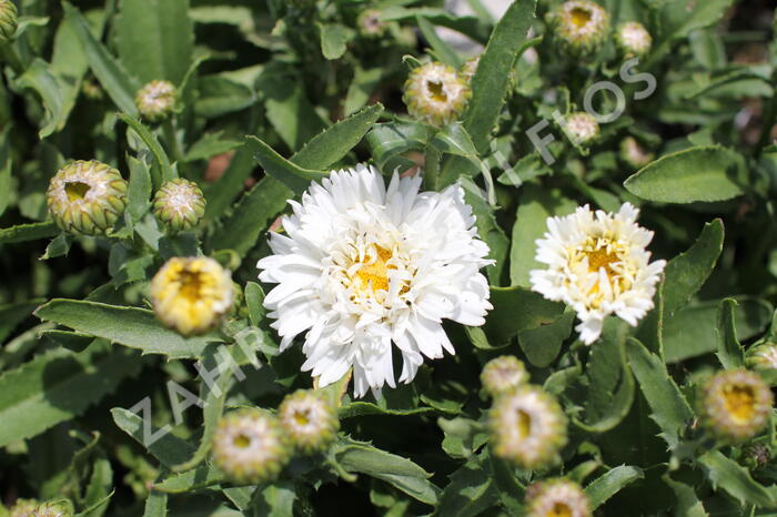 Kopretina největší ''Western Star White Double Crux' - Leucanthemum maximum 'Western Star White Double Crux'