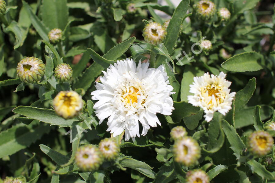 Kopretina největší ''Western Star White Double Crux' - Leucanthemum maximum 'Western Star White Double Crux'