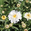 Kopretina největší ''Western Star White Double Crux' - Leucanthemum maximum 'Western Star White Double Crux'