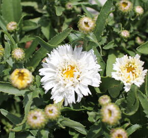 Kopretina největší ''Western Star White Double Crux' - Leucanthemum maximum 'Western Star White Double Crux'