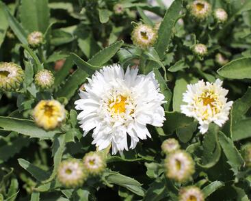 Kopretina největší 'Western Star White Double Crux'