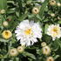 Leucanthemum maximum 'Western Star White Double Crux'.JPG