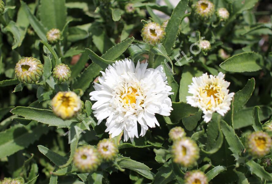 Kopretina největší 'Western Star White Double Crux' - Leucanthemum maximum 'Western Star White Double Crux'