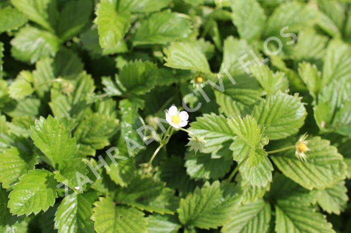 Jahodník měsíční 'Yellow Wonder' - Fragaria vesca 'Yellow Wonder'